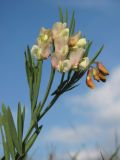 Lathyrus lacaitae. Верхушка цветущего растения. Крым, Ай-Петринская яйла. 8 мая 2012 г.