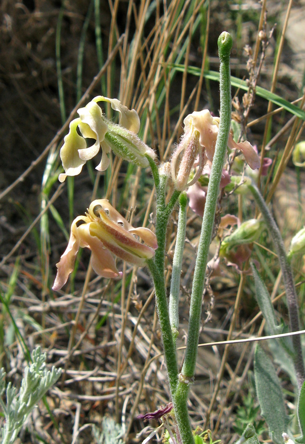 Image of Matthiola odoratissima specimen.