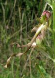 Himantoglossum caprinum