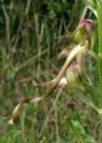 Himantoglossum caprinum. Цветок. Крым, окр. Севастополя. 23 мая 2012 г.