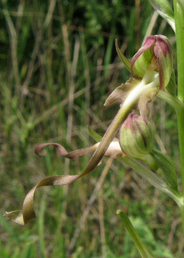 Image of Himantoglossum caprinum specimen.
