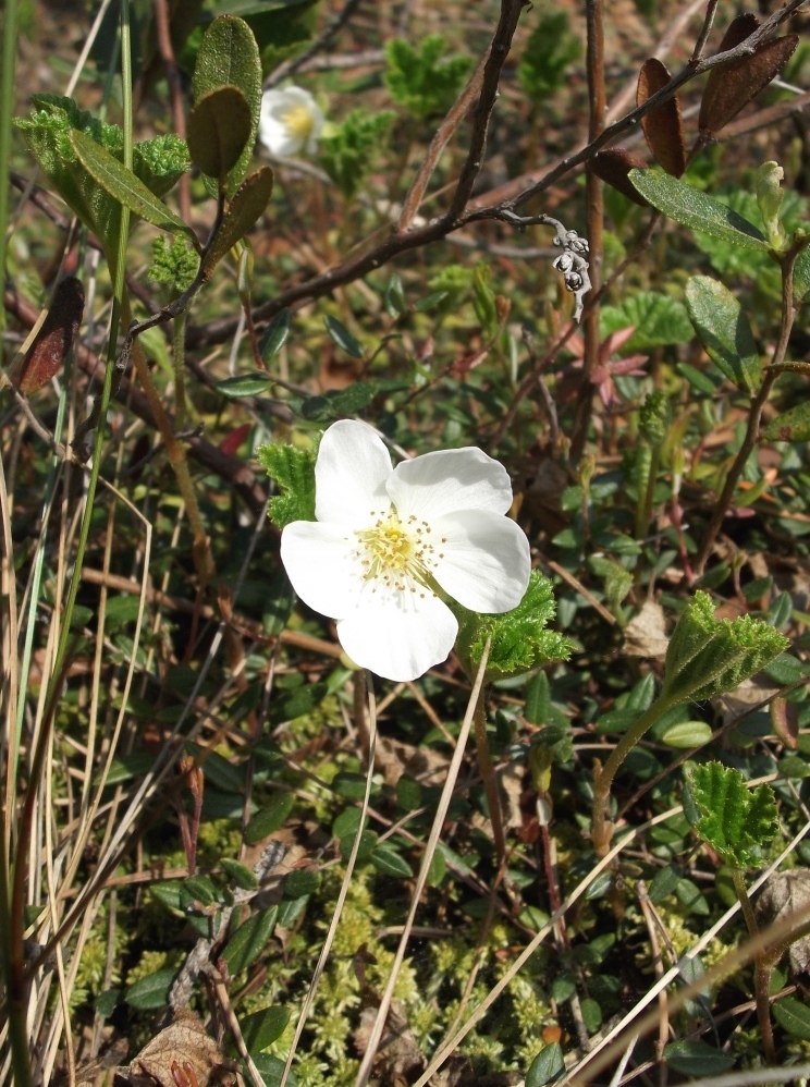 Изображение особи Rubus chamaemorus.