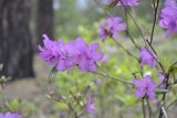 Rhododendron dauricum