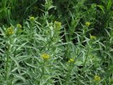 Erysimum hieraciifolium