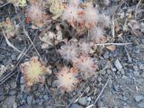 Trifolium hirtum. Плодоносящие растения. Южный берег Крыма, над Гурзуфом. 21 июня 2012 г.