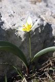 Tulipa turkestanica. Цветущее растение. Южный Казахстан, горы Каракус. 03.04.2012.