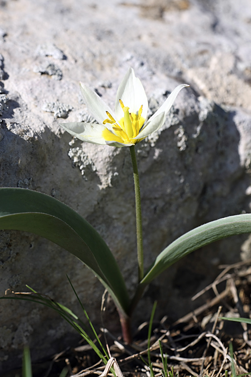 Image of Tulipa turkestanica specimen.