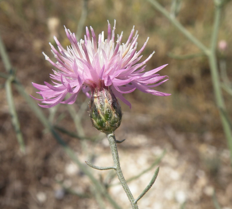 Изображение особи Centaurea majorovii.