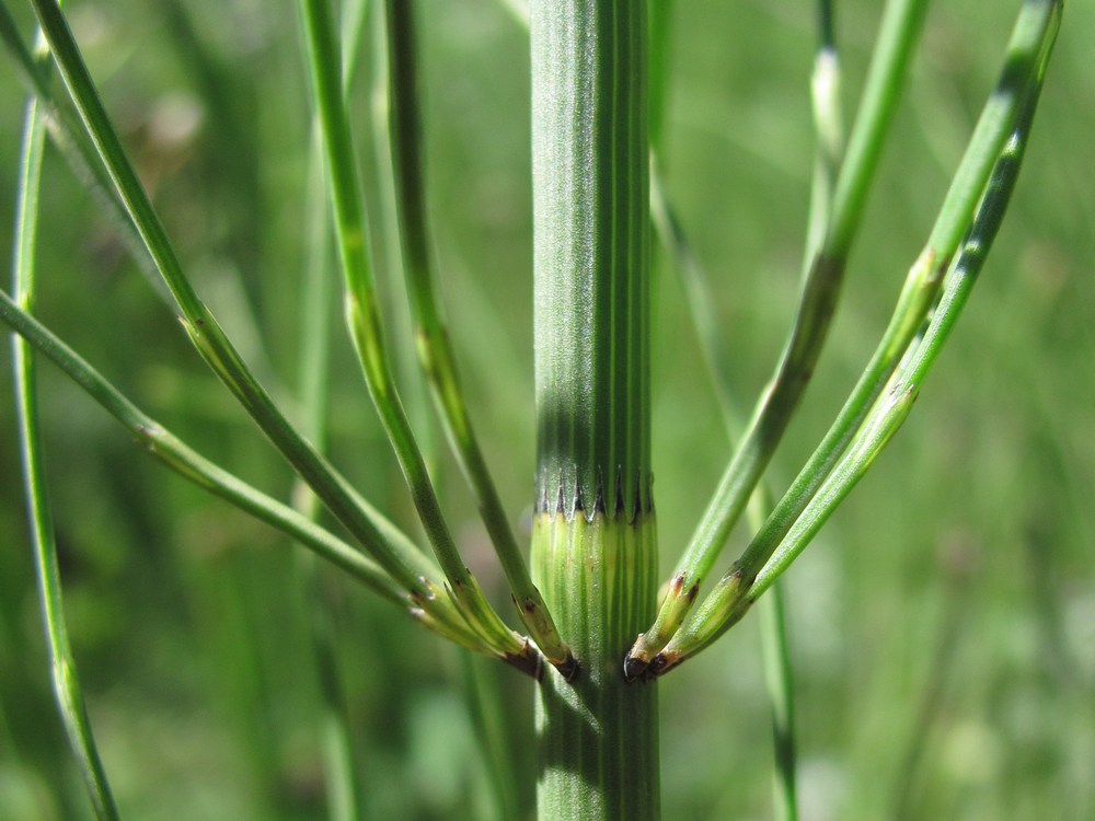 Изображение особи Equisetum fluviatile.