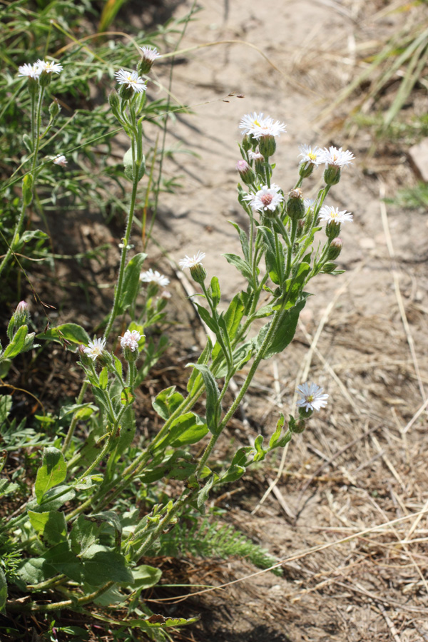 Изображение особи Erigeron pseuderigeron.