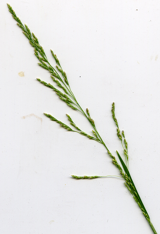 Image of Glyceria notata specimen.