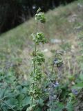 Salvia verticillata