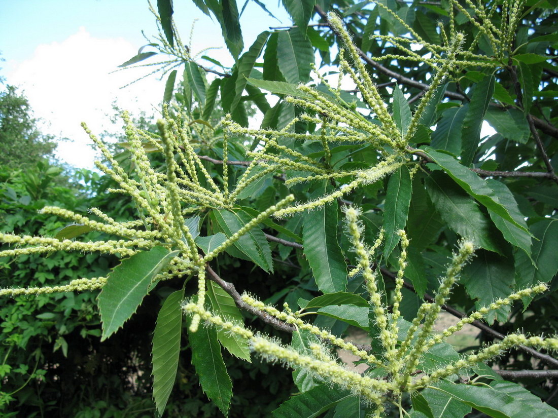 Image of Castanea sativa specimen.