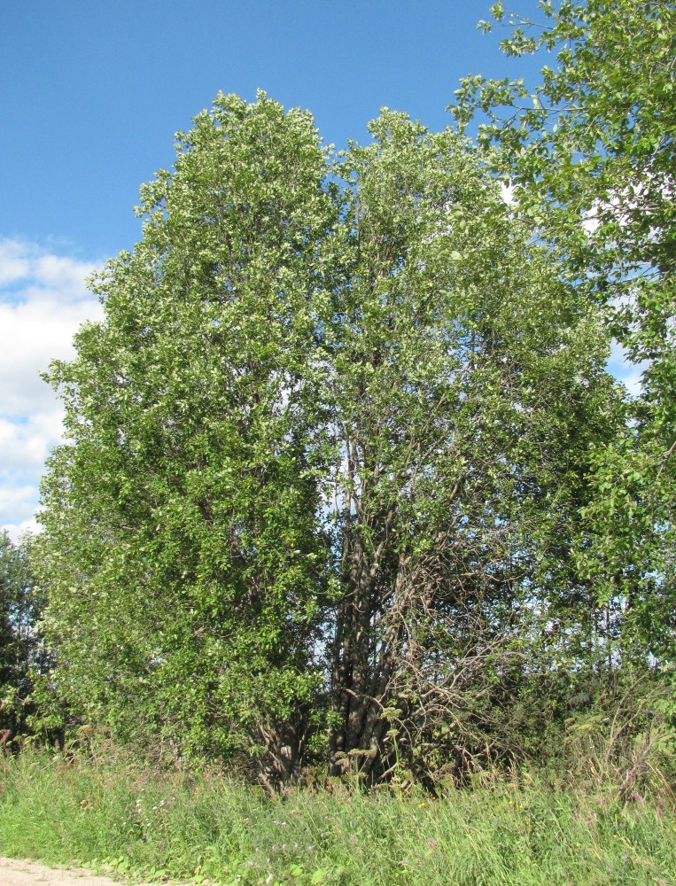 Image of Salix caprea specimen.