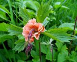 Geum rivale