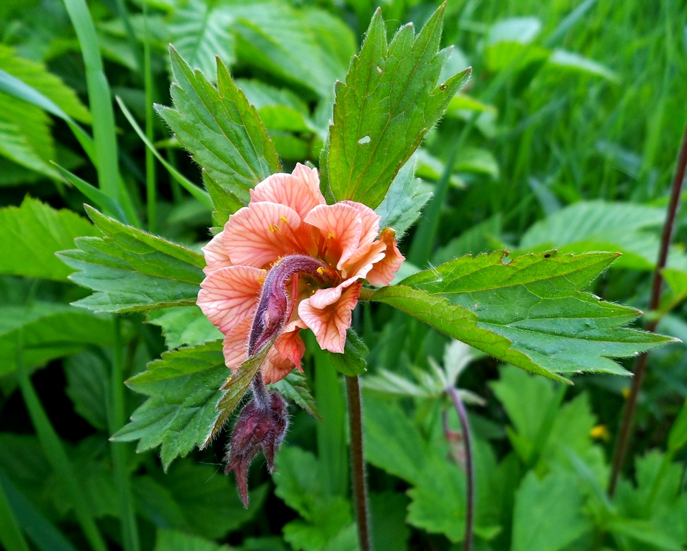 Изображение особи Geum rivale.