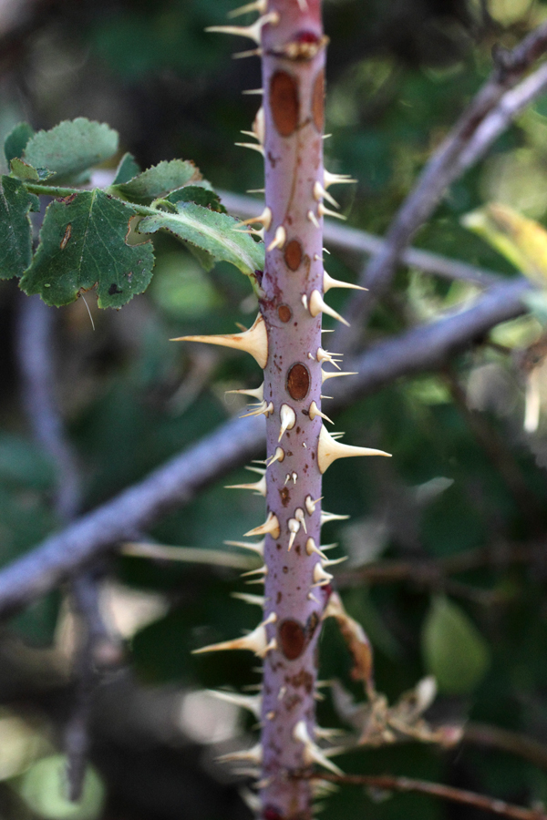 Image of Rosa maracandica specimen.