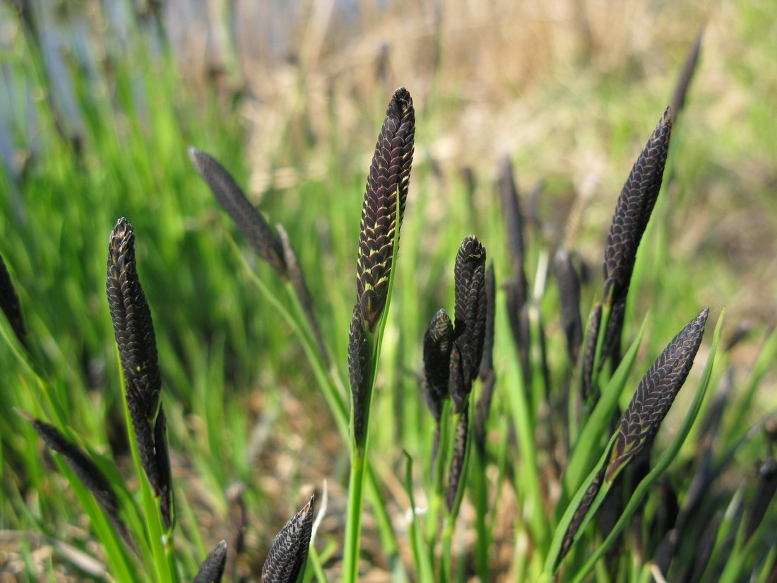 Изображение особи Carex cespitosa.