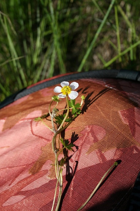 Изображение особи Ranunculus peltatus.