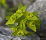 Euphorbia taurinensis