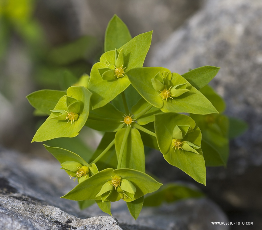 Изображение особи Euphorbia taurinensis.