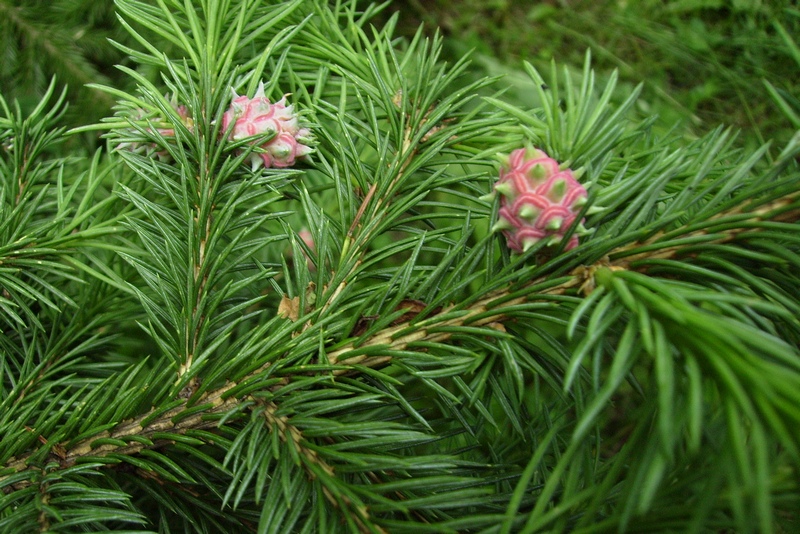 Изображение особи Picea obovata.