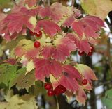 Viburnum opulus. Соплодия и листья в осенней окраске. Германия, г. Кемпен, в прогулочной зоне. 26.10.2012.