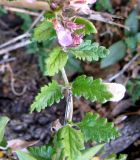 Teucrium chamaedrys. Часть побега. Испания, Каталония, Барселона, монастырь Монтсеррат, у тропы по уступу горного склона. 25.06.2012.