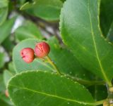 Euonymus japonicus