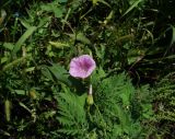 род Calystegia