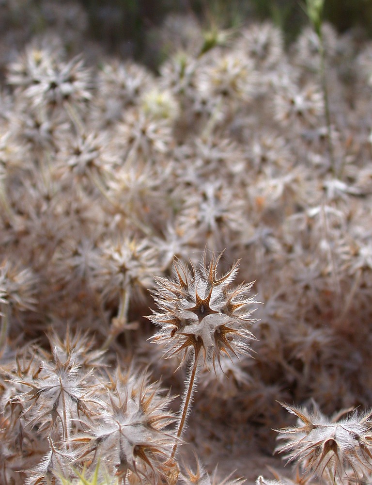 Image of Trifolium stellatum specimen.