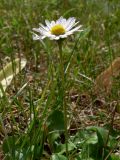 Bellis perennis. Цветущее растение. Германия, земля Саксония-Анхальт, г. Кведлинбург. 06.07.2012.