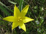 Tulipa biebersteiniana