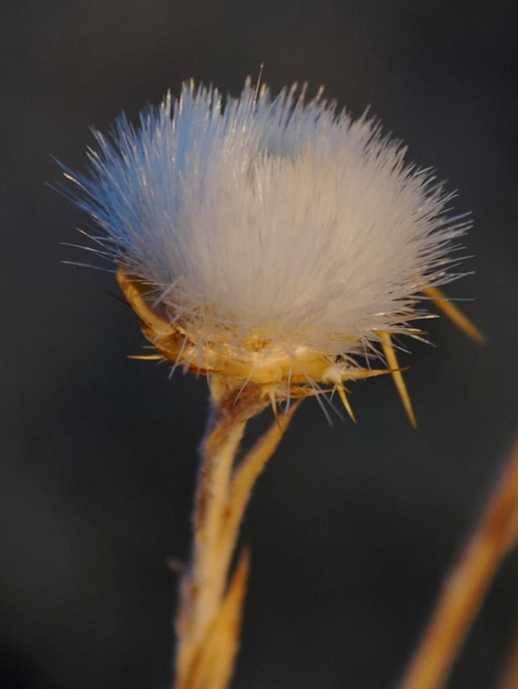 Image of Centaurea solstitialis specimen.