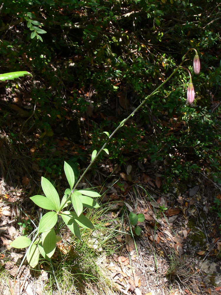 Изображение особи Lilium martagon.