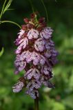 Orchis purpurea