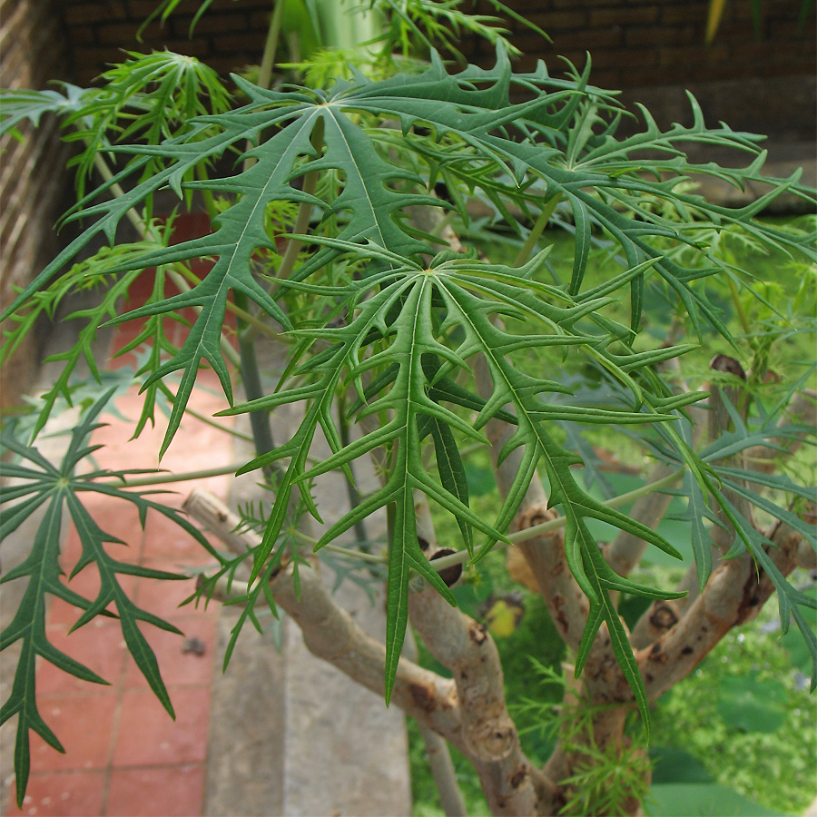 Image of Jatropha multifida specimen.