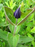 Clematis integrifolia