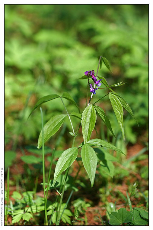 Изображение особи Lathyrus vernus.