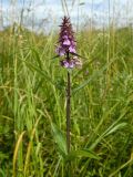 Stachys palustris. Верхушка цветущего растения. Смоленская обл., Смоленский р-н, окр. Каспли. 19.07.2012.