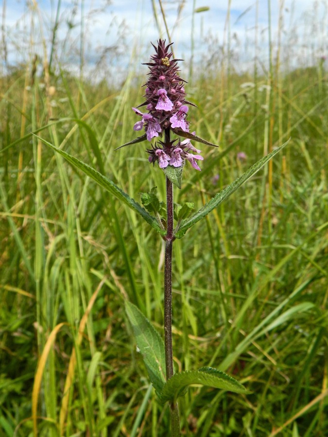 Изображение особи Stachys palustris.