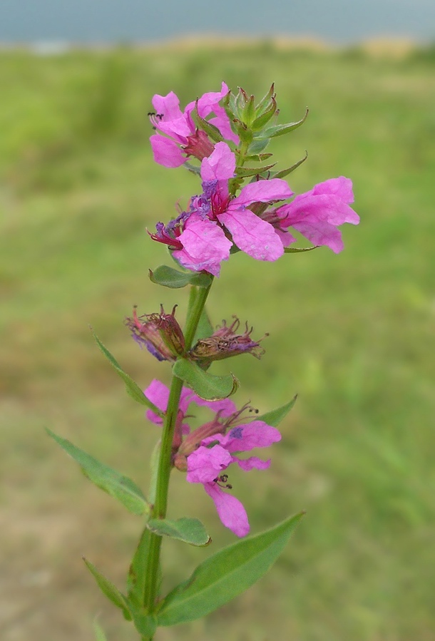 Image of Lythrum intermedium specimen.