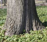 Quercus rubra