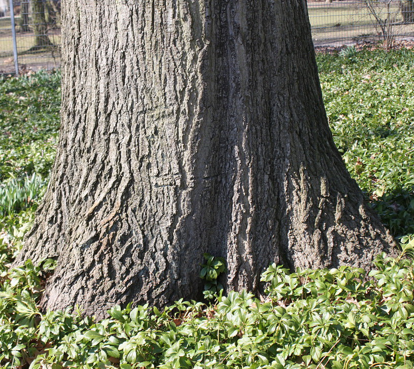 Image of Quercus rubra specimen.