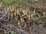 Equisetum telmateia