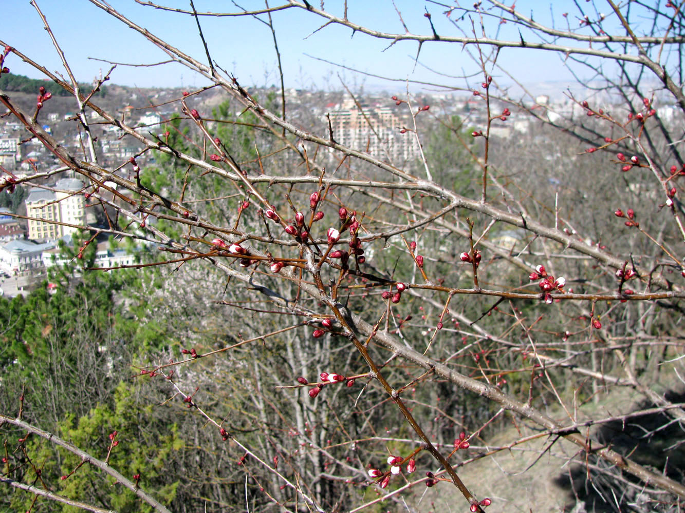 Изображение особи Armeniaca vulgaris.