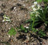 Corydalis malkensis