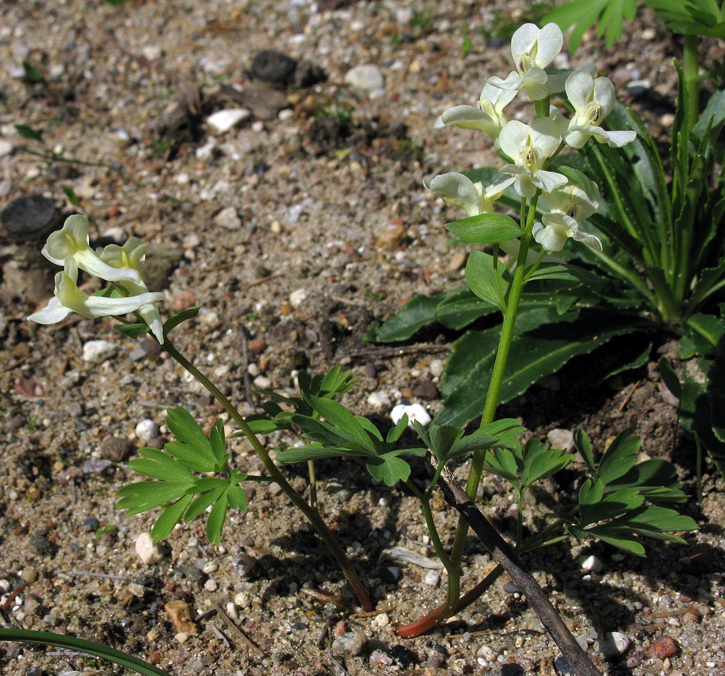 Изображение особи Corydalis malkensis.