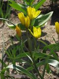 Tulipa ophiophylla подвид bestashica. Верхушка цветущего растения. Москва, в культуре. 14.05.2013.