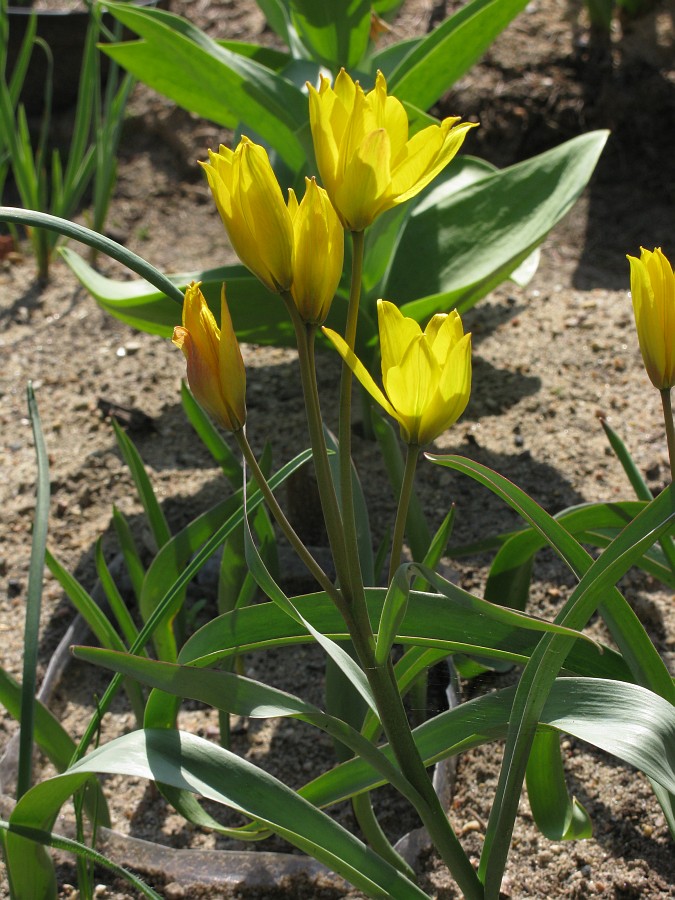 Image of Tulipa ophiophylla ssp. bestashica specimen.
